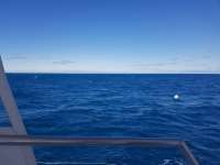 Great day of scuba diving in Key Largo with Rainbow Reef on spiegel grove tropical destiny 2019 01 28 r7777 1
