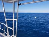 Great day of scuba diving in Key Largo with Rainbow Reef on spiegel grove tropical odyssey 2019 01 21 r7771 1