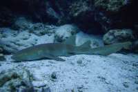 Great day of scuba diving in Key Largo with Rainbow Reef on banana patch tropical odyssey 2019 06 23 r8461 1