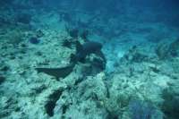 Great day of scuba diving in Key Largo with Rainbow Reef on benwood wreck tropical legend 2019 06 30 r8495 1