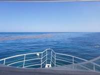 Great day of scuba diving in Key Largo with Rainbow Reef on christ statue tropical odyssey 2019 06 24 r8467 1