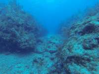 Great day of scuba diving in Key Largo with Rainbow Reef on eagle ray alley tropical destiny 2019 06 30 r8497 1