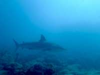 Great day of scuba diving in Key Largo with Rainbow Reef on fire coral cave tropical serenity 2019 06 10 r8406 1