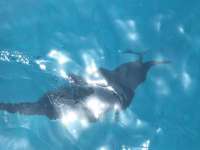 Great day of scuba diving in Key Largo with Rainbow Reef on french reef tropical serenity 2019 06 26 r8480 1