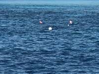 Great day of scuba diving in Key Largo with Rainbow Reef on molasses deep tropical destiny 2019 06 13 r8424 1