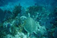 Great day of scuba diving in Key Largo with Rainbow Reef on pickles reef tropical legend 2019 06 30 r8498 1