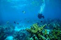 Great day of scuba diving in Key Largo with Rainbow Reef on winch hole tropical legend 2019 06 29 r8492 2