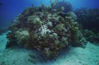 Great day of scuba diving in Key Largo with Rainbow Reef on christ statue tropical adventure 2019 03 01 r7891 1