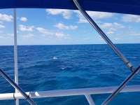 Great day of scuba diving in Key Largo with Rainbow Reef on christmastree cave tropical adventure 2019 03 08 r7929 1