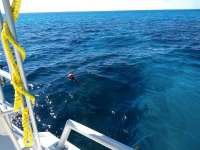 Great day of scuba diving in Key Largo with Rainbow Reef on double north tropical destiny 2019 03 23 r8012 1