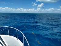 Great day of scuba diving in Key Largo with Rainbow Reef on french reef tropical serenity 2019 03 21 r7997 1