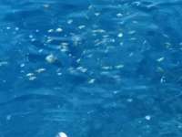 Great day of scuba diving in Key Largo with Rainbow Reef on molasses reef tropical destiny 2019 03 02 r7896 2