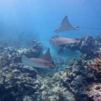 Great day of scuba diving in Key Largo with Rainbow Reef on molasses reef tropical serenity 2019 03 26 r8027 1