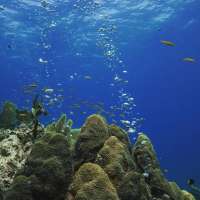 Great day of scuba diving in Key Largo with Rainbow Reef on permit ledges tropical adventure 2019 03 01 r7887 2