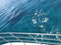 Great day of scuba diving in Key Largo with Rainbow Reef on spiegel grove tropical odyssey 2019 03 02 r7897 1