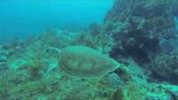Great day of scuba diving in Key Largo with Rainbow Reef on eagle ray alley santana 2019 05 23 r8311 1