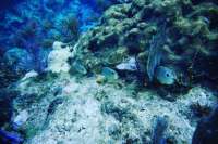 Great day of scuba diving in Key Largo with Rainbow Reef on fire coral cave tropical serenity 2019 05 30 r8353 2