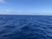 Great day of scuba diving in Key Largo with Rainbow Reef on spiegel grove tropical adventure 2019 05 30 r8354 1