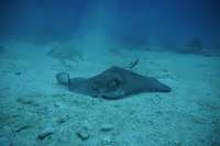 Great day of scuba diving in Key Largo with Rainbow Reef on woodys tropical serenity 2019 05 30 r8357 2