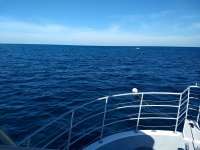 Great day of scuba diving in Key Largo with Rainbow Reef on eagle ray alley tropical odyssey 2019 11 26 r8947 2