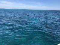Great day of scuba diving in Key Largo with Rainbow Reef on fire coral cave tropical legend 2019 11 27 r8952 1