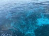 Great day of scuba diving in Key Largo with Rainbow Reef on permit ledges tropical adventure 2019 10 18 r8838 1