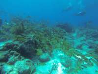 Great day of scuba diving in Key Largo with Rainbow Reef on christmastree cave santana 2019 09 28 r8787 1