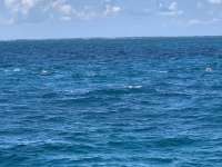 Great day of scuba diving in Key Largo with Rainbow Reef on crf nursery tropical serenity 2019 09 16 r8776 2