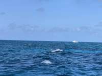 Great day of scuba diving in Key Largo with Rainbow Reef on pickles reef tropical adventure 2020 08 28 r9971 1