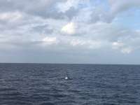 Great day of scuba diving in Key Largo with Rainbow Reef on uscgc duane tropical odyssey 2020 12 21 r10443 1