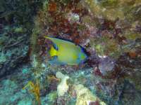 Great day of scuba diving in Key Largo with Rainbow Reef on benwood wreck tropical odyssey 2020 02 29 r9314 1
