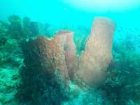 Great day of scuba diving in Key Largo with Rainbow Reef on conch wall tropical odyssey 2020 07 08 r9744 1