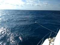 Great day of scuba diving in Key Largo with Rainbow Reef on drift french tropical voyager 2020 07 26 r9832 1