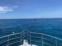 Great day of scuba diving in Key Largo with Rainbow Reef on french reef tropical odyssey 2020 07 03 r9703 1