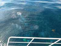 Great day of scuba diving in Key Largo with Rainbow Reef on snapper ledge tropical adventure 2020 07 03 r9697 1