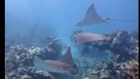 Great day of scuba diving in Key Largo with Rainbow Reef on molasses reef tropical serenity 2020 06 01 r9428 1