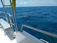 Great day of scuba diving in Key Largo with Rainbow Reef on snapper ledge tropical legend 2020 06 28 r9667 1