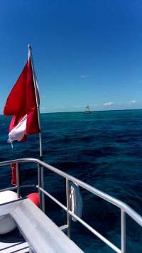 Great day of scuba diving in Key Largo with Rainbow Reef on molasses reef tropical odyssey 2020 03 16 r9378 1