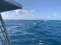 Great day of scuba diving in Key Largo with Rainbow Reef on spiegel grove tropical destiny 2020 03 04 r9332 1