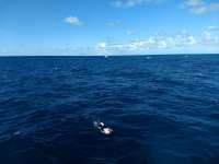 Great day of scuba diving in Key Largo with Rainbow Reef on eagle ray alley santana 2020 11 29 r10356 1