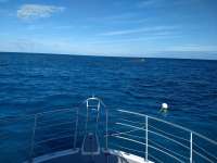 Great day of scuba diving in Key Largo with Rainbow Reef on sand island tropical odyssey 2020 11 27 r10342 1