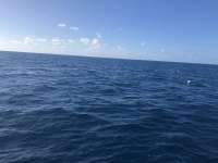 Great day of scuba diving in Key Largo with Rainbow Reef on spiegel grove tropical adventure 2020 11 15 r10294 1