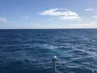 Great day of scuba diving in Key Largo with Rainbow Reef on spiegel grove tropical destiny 2020 11 27 r10339 1