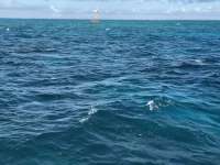 Great day of scuba diving in Key Largo with Rainbow Reef on eagle ray alley santana 2020 10 18 r10232 1