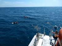 Great day of scuba diving in Key Largo with Rainbow Reef on french reef tropical legend 2020 10 13 r10204 1