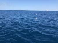 Great day of scuba diving in Key Largo with Rainbow Reef on spiegel grove tropical odyssey 2020 10 13 r10203 1