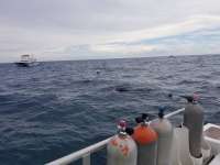 Great day of scuba diving in Key Largo with Rainbow Reef on eagle ray alley tropical legend 2020 09 07 r10031 1