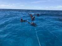 Great day of scuba diving in Key Largo with Rainbow Reef on crf nursery tropical adventure 2021 04 09 r10885 1