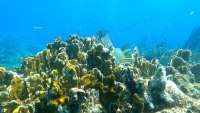Great day of scuba diving in Key Largo with Rainbow Reef on fire coral cave tropical destiny 2021 04 14 r10916 1