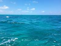 Great day of scuba diving in Key Largo with Rainbow Reef on fire coral cave tropical destiny 2021 04 27 r11021 1